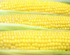 【大好評】お客様還元セール！スイートコーン🌽
