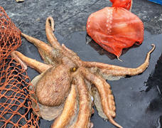 【旨み抜群】瀬戸内マダコ　🐙お届け中🐙