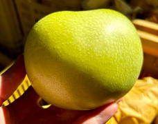 梨の予約スタート🍐