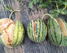 なぜにスイカは割れるのか？