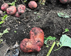 🥔✨今日掘りたて！五味農園の新じゃが販売スタート✨🥔
