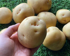 ✨🥔✨キタアカリ✨🥔✨