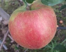 あと1週間で夏りんごの収穫 開始