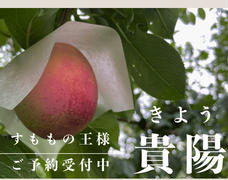 すももの王様【貴陽】まもなく収穫
