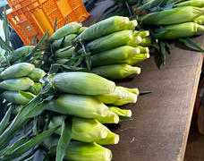 お盆までのとうもろこしが完売しました🌽