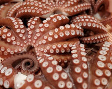 ゆでだこ　🐙販売開始しました🐙