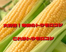 スイートコーン出品しました🌽