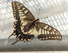 アゲハ飛びたるセリのお花畑