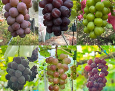 🍇盛り上がってきましたー！😊
