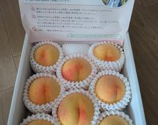旬の桃（産地ギフト）