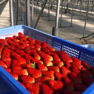 紅ほっぺ(大粒20g以上)静岡県産いちごDXパック 280g×4パック | 果物 