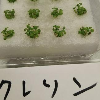 無農薬新鮮クレソンのマイクロリーフ 野菜 ハーブ 産直アウル Owl 農家から直接野菜などの食材を購入できる産地直送の宅配通販サイト