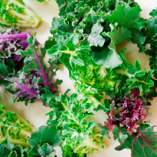 プチヴェール 3色セット 600g 野菜 キャベツ 産直アウル Owl 農家から直接野菜などの食材を購入できる産地直送の宅配通販サイト