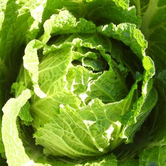 無農薬・無化学肥料栽培「白菜」3個 小さなサイズ＊ | 野菜/白菜 産直 