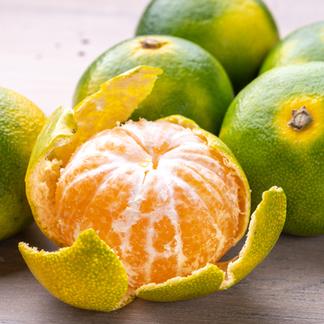 無農薬・みかん | 果物/温州みかん 産直アウル 農家から直接野菜などの 
