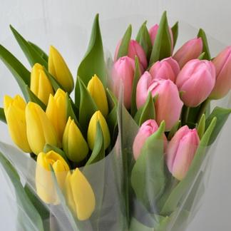 品種おまかせ 新潟県産チューリップ切り花2色ミックス本 桃系 黄色系 北海道 沖縄県配送不可 花 植物 花 植物 産直アウル 農家から直接野菜などの食材を購入できる産地直送の宅配通販サイト