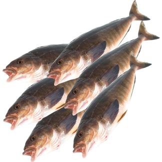 北海道産真ほっけ姿（鱗・内臓処理済み） 2.4kg（約6尾前後） 食品販売事業者/お取り寄せ通販