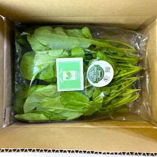 有機JAS認証 ルッコラ 100g×3パック (300g) | 野菜/ハーブ 産直アウル 