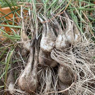 鹿児島県産 土付きらっきょう 約15キロ 寒