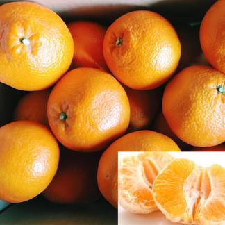 送料込 伊予柑 農薬不使用 約4 5kg 宮内伊予柑 果物 オレンジ その他みかん 産直アウル 農家から直接野菜などの食材を購入できる産地直送の宅配通販サイト