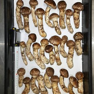 飲食店さま向け】南信州産 松茸1kg 上物つぼみ | 野菜/きのこ 産直 