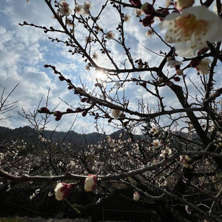 2kg】青梅 南高梅 | 果物/青梅 産直アウル 農家から直接野菜などの食材  