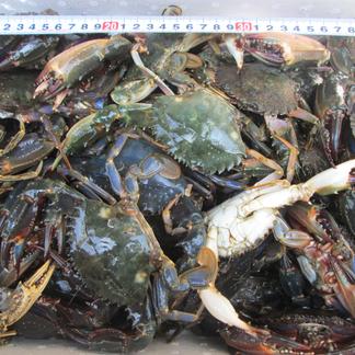 冷凍出荷 食用イシガニ 石蟹４kg 送料無料 店長漁獲の漁師直送品 松島牡蠣屋 離島沖縄対象外 魚介類 カニ 産直アウル 農家から直接野菜などの食材を購入できる産地直送の宅配通販サイト