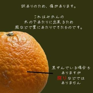 清見オレンジ 訳あり 5kg 減農薬 産地直送 濃厚 甘い 高糖度 | 果物 