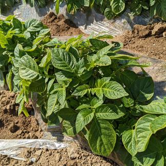 掘りたてホクホク！新じゃがいも ニシユタカ　2kg 新じゃがいも2kg 野菜/じゃがいも通販