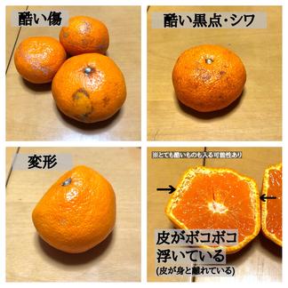 期間限定販売 山北みかん 5k 12 目障り