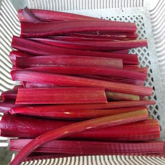 酸味が薄く甘味系の赤 ティナズノーブル ルバーブ 生茎 １キロ 野菜 ハーブ 産直アウル 農家から直接野菜 などの食材を購入できる産地直送の宅配通販サイト