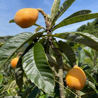 幻の味 興津びわ 田中ビワ 贈答用に優秀品 1週間限定販売 ２lサイズ４パック箱入り 果物 びわ 産直アウル 農家から直接野菜などの食材を購入できる産地直送の宅配通販サイト