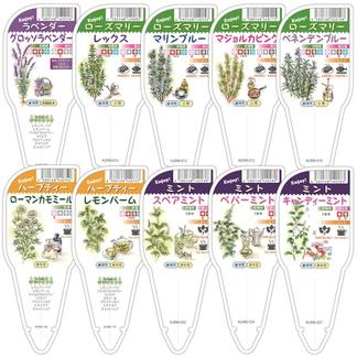 ハーブ苗おまかせ9種セット フレグランス用 その他 花 植物 産直アウル 農家から直接野菜などの食材を購入できる産地直送の宅配通販サイト