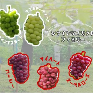 幻の牧丘天空マイハート】9月中旬発送～縁起物の贈答品として喜ばれる 