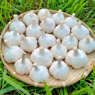 青森県産ニンニク 白玉王 種子20kg 種子用】にんにく20kgホワイト6片白玉