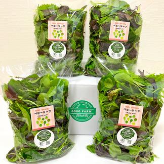 とし 大小様々 無農薬マジックリーフ 天然ももたまな葉 1000 枚 とし