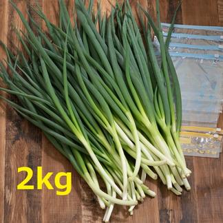 2kg 保存袋つき ねっこ農園の青ネギ 野菜 ねぎ 産直アウル Owl 農家から直接野菜などの食材を購入できる産地直送の宅配通販サイト
