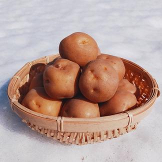 雪の下じゃがいも | 野菜/じゃがいも 産直アウル 農家から直接野菜など 