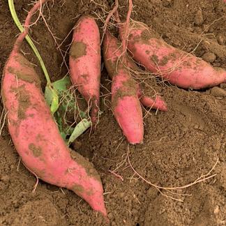 茨城県産 紅はるか さつまいも苗 200本 農家直送（茨城県産
