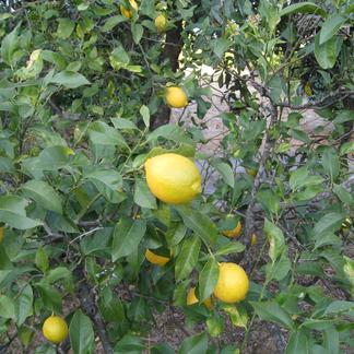 21年新物 高知県産訳あり 希少無農薬ノーワックス国産レモン1キロ 果物 レモン 産直アウル Owl 農家から直接野菜などの食材を購入できる産地直送の宅配通販サイト