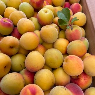 和歌山特産 紀州南高梅 無選別9.5k(2〜3L)キズあり 訳あり・キズあり南