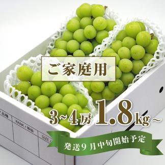 ご家庭用】完熟シャインマスカット 1.8㎏以上 | 果物/ぶどう 産直 