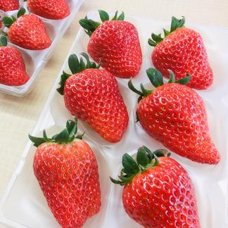 夏いちご 希少なこれからの時期が旬のいちごです | 果物/いちご 産直 