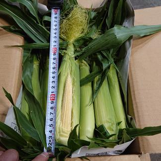 5kgもぎたて早だしヤングコーン ベビーコーン ミドルコーン 5kg ４０ ６０本程度 野菜 とうもろこし 産直アウル 農家から直接野菜などの食材を購入できる産地直送の宅配通販サイト
