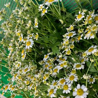 初登場 カモミールのような心和らぐ香り 小さいマーガレットのような可憐なお花 マトリカリア本 その他 花 植物 産直アウル Owl 農家から直接野菜などの食材を購入できる産地直送の宅配通販サイト