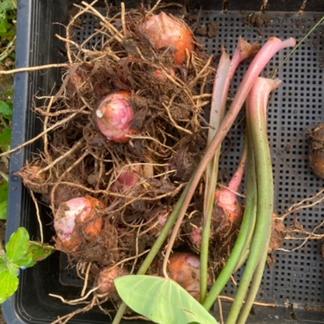 農薬・化学肥料不使用 里芋（赤芽） 1kg | 野菜/里いも 産直アウル 