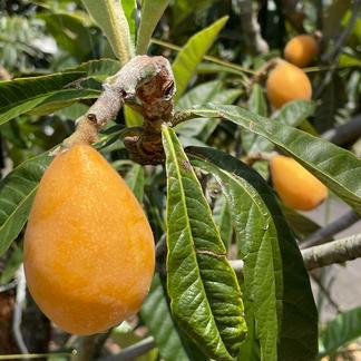 幻の味 興津びわ 田中ビワ 贈答用に優秀品 1週間限定販売 ２lサイズ４パック箱入り 果物 びわ 産直アウル 農家から直接野菜などの食材を購入できる産地直送の宅配通販サイト