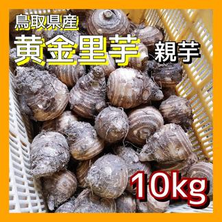 【飲食店向け】親芋 黄金里芋 大和芋 宅急便 10kg さといも サトイモ 山芋 10kg 野菜/里いも通販