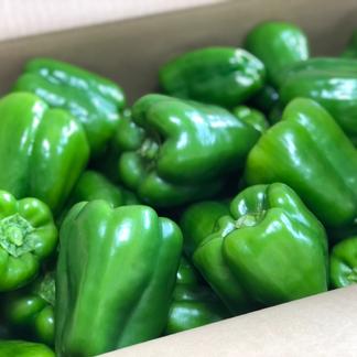 ワンダーピーマン【火の国くまもとの太陽たっぷり】（２キロ）収穫当日出荷☆無農薬 | 野菜/その他野菜  産直アウル（Owl）農家から直接野菜などの食材を購入できる産地直送の宅配通販サイト