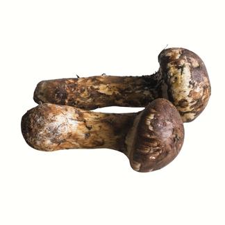 国産天然松茸】150g前後(140~170g) 山形産 秋はきのこ、きのこは 